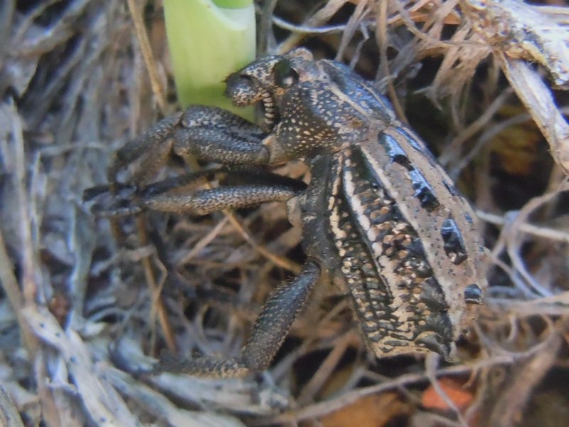 Curculionidi dal Nord Sardegna: Brachycerus albidentatus